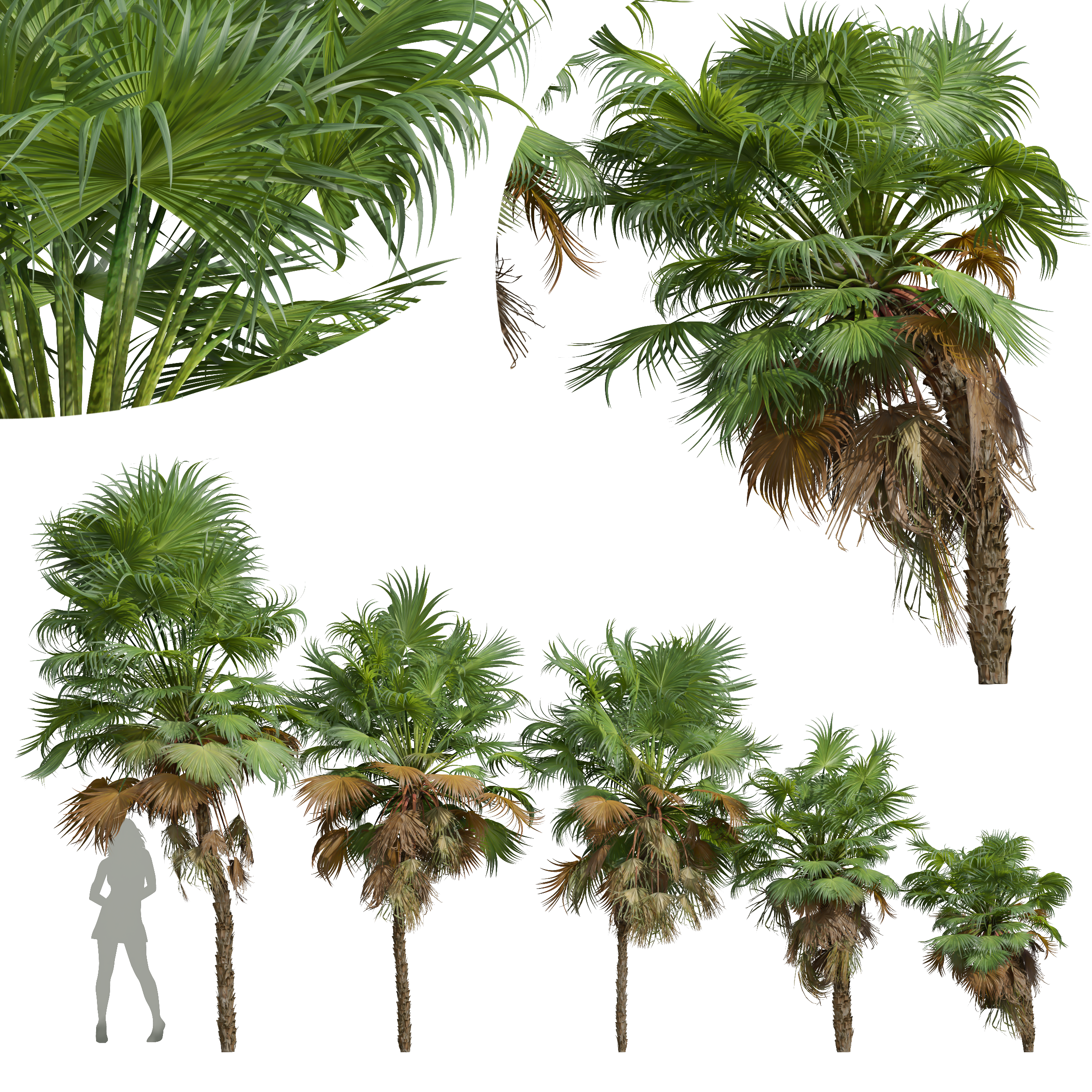 New Plant High detail Acoelorrhaphe Wrightii Small